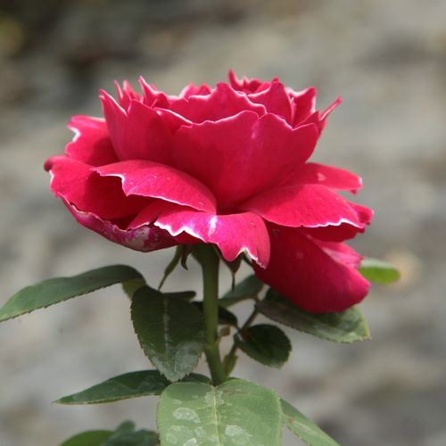 Rosa  Baron Girod de l'Ain - bordová - bílá - Stromkové růže, květy kvetou ve skupinkách - stromková růže s keřovitým tvarem koruny